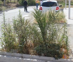 Las hierbas superan altura de palmeras en las jardineras de calles nuevas del Varadero-w1289-h1289