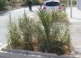 Las hierbas superan altura de palmeras en las jardineras de calles nuevas del Varadero-w1289-h1289