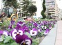 FloresSemanaSanta2[1]-w1280-h1280