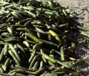 Las cooperativas pedían medidas extraordinarias para paliar las pérdidas de la fruta de verano, muy perjudicada por la crisis