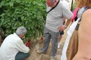El PSOE pide al Gobierno municipal del PP que busque fórmulas para incrementar las parcelas agrícolas y para la creación de huertos urbanos