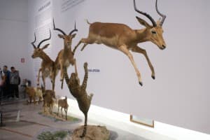 Casi mil personas han pasado por la exposición ’Naturaleza, arte y ciencia: taxidermia para la educación’