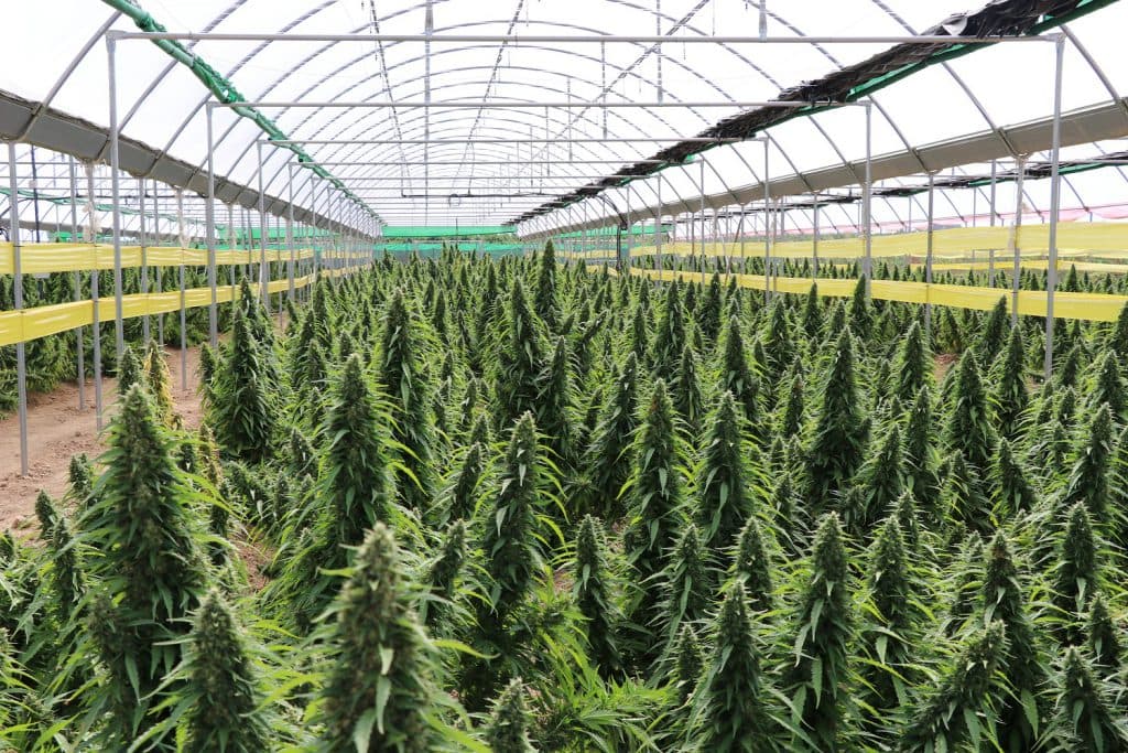 Cinco municipios de la provincia acogen encuentros para promover el cultivo del cáñamo industrial