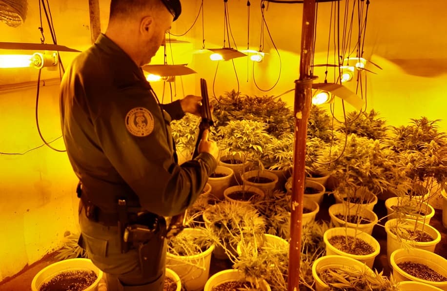 Intervenidas 3.995 plantas de cannabis sativa en ocho municipios granadinos