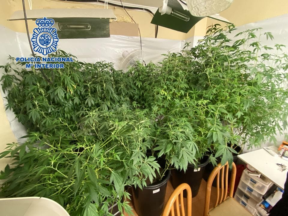 Desmantelado en Motril un centro de cultivo de marihuana a gran escala y detenidas tres personas