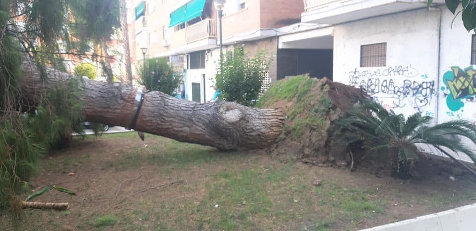 Un árbol con más de 60 años se parte por la raíz en la calle Joaquín Dicenta de Motril