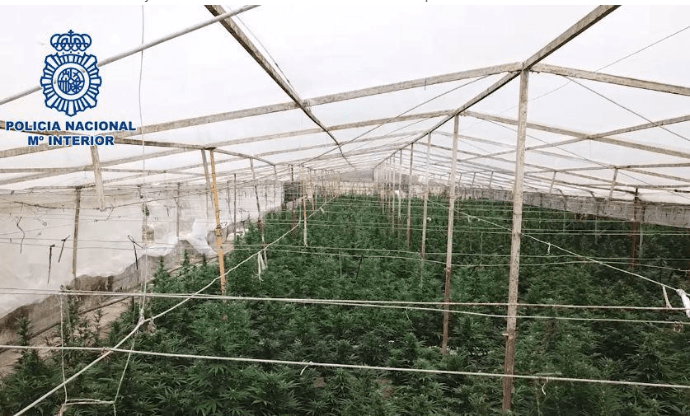 La Policía Nacional localiza una finca con más de 18.000 plantas de marihuana en cinco viveros desmantelados en Cajiz
