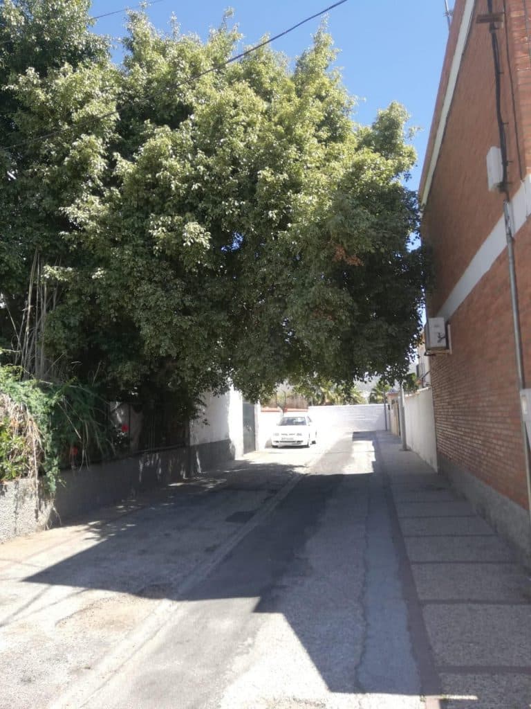 El PSOE pide al Ayuntamiento que se pode el árbol de grandes dimensiones que ocupa media calle Velero, en Varadero