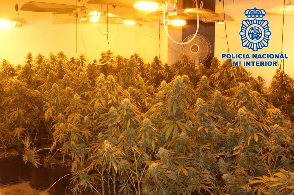 Desmanteladas dos plantaciones de marihuana con 420 plantas y más de 25 kilos de cogollos ya recolectados