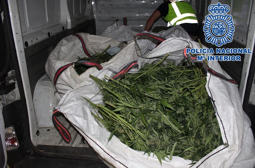 Desmantelados dos pisos dedicados al cultivo indoor de marihuana, incautándose cerca de 430 plantas en avanzado estado de crecimiento