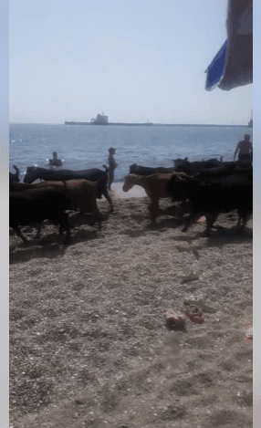 Cabras playeras…