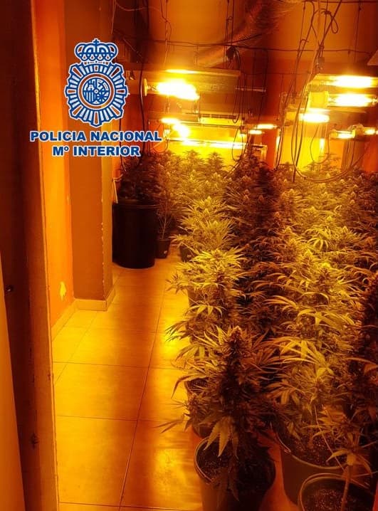 La operación ‘Luz’ se salda con 12 personas investigadas y 4.000 plantas de marihuana intervenidas