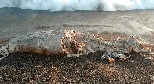 La aparición de un animal marino obliga a cerrar parcialmente la playa de El Cable