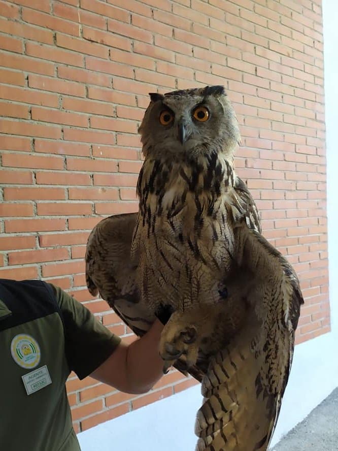 Agentes de Medio Ambiente rescatan un ejemplar de Buho Real en Lanjarón
