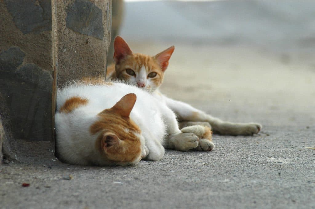 La Diputación de Granada abre una línea de subvenciones a entidades locales para la protección de animales