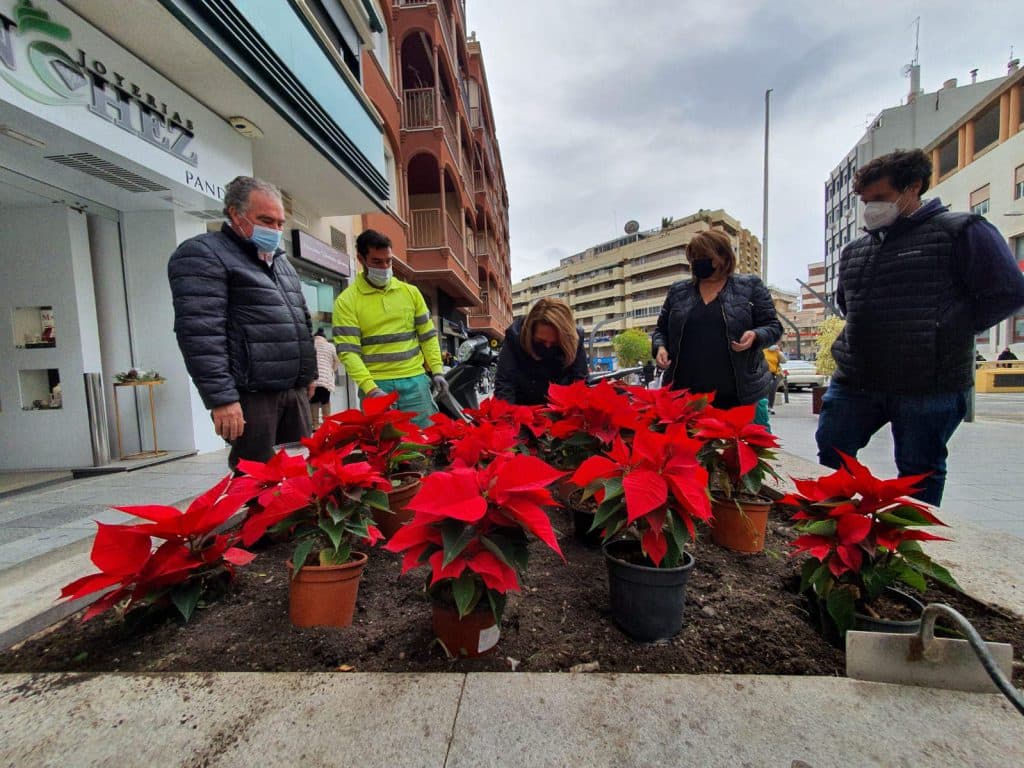 La Flor de Pascua llena de color el casco urbano y anejos como reclamo estético y comercial de Motril