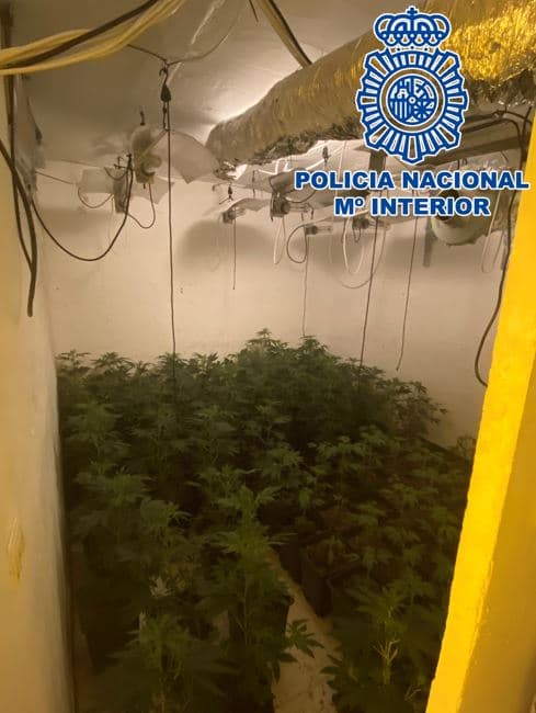Gestionaban un punto de cultivo de marihuana situado en los bajos de un chiringuito de playa