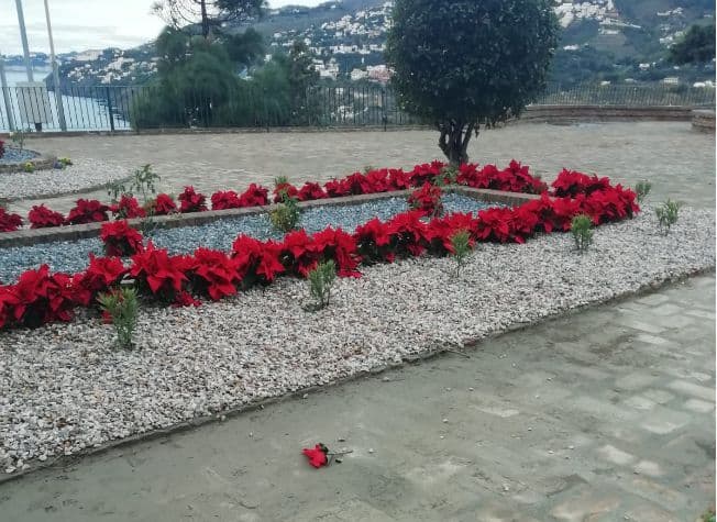 El Ayuntamiento de Salobreña planta pascueros y otras flores para adornar el municipio de cara a la Navidad