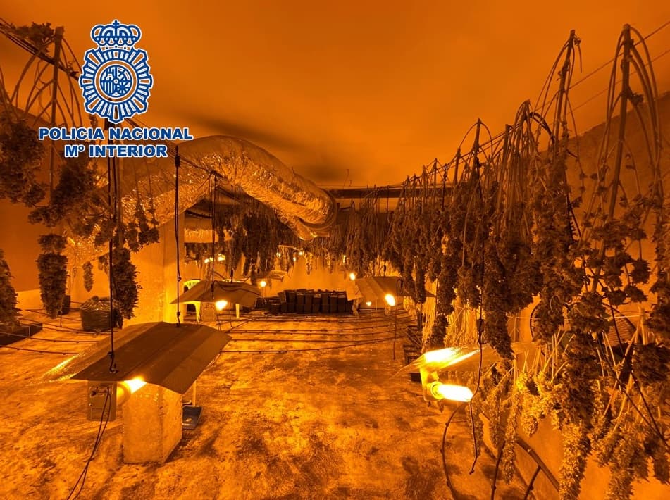 Incautadas 178 plantas de cannabis sativa en el Varadero