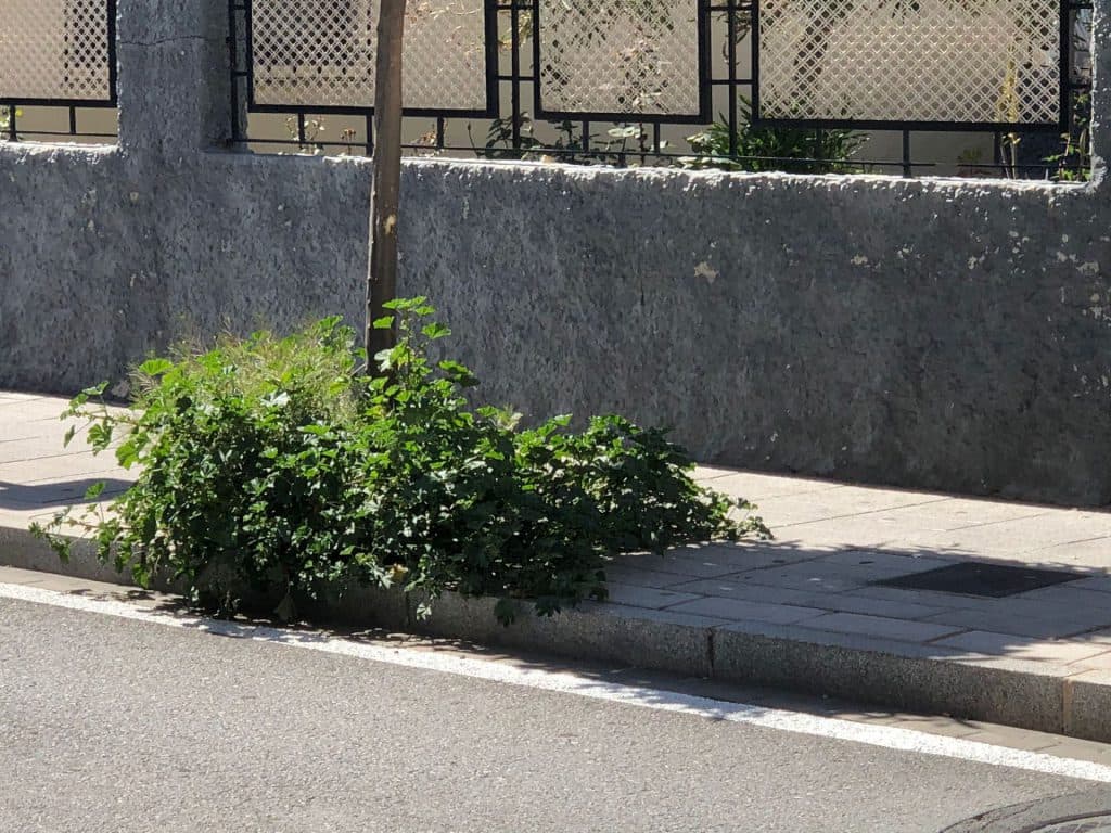 El PSOE evidencia «falta de mantenimiento y limpieza» de los espacios públicos de la zona de Las Vaquerías