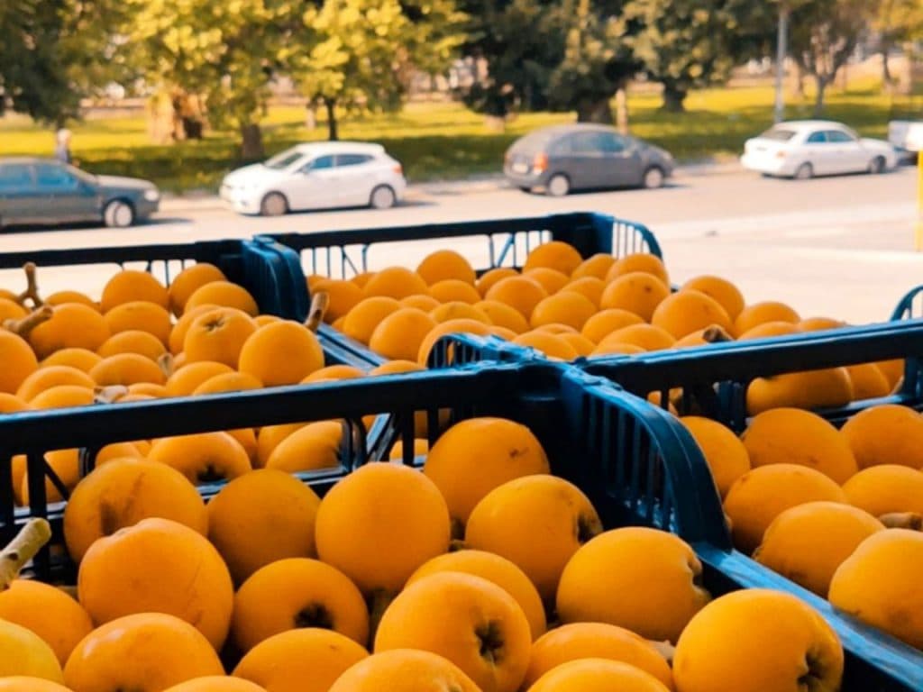 Frutas Manzano se tiñe de naranja: comercializará más de un millón y medio de kilos de nísporas esta temporada