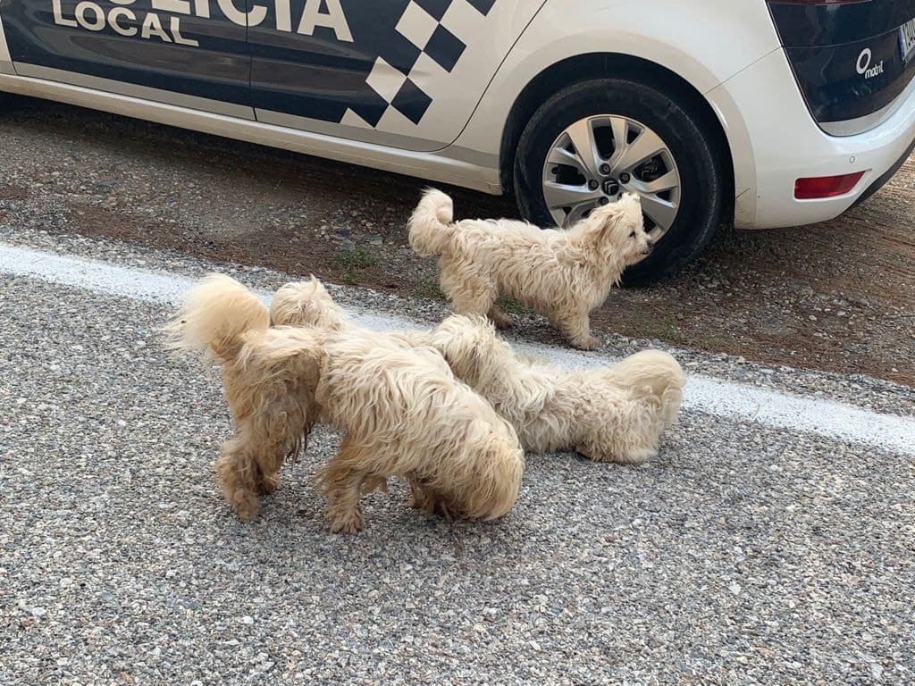 Abandonan cinco perros en una zona próxima al anejo motrileño de La Garnatilla