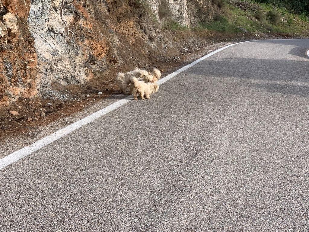 El PSOE consigue el compromiso de la Diputación para facilitarle a los municipios la recogida de animales abandonados