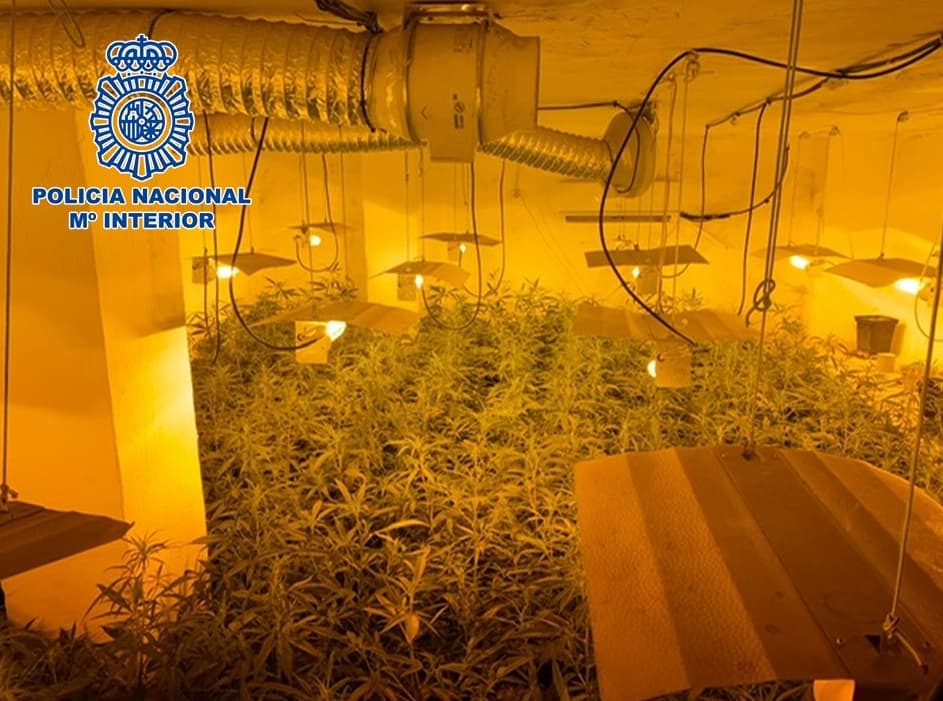 La Policía Nacional incauta en Granada más de 2.450 plantas de marihuana y detiene a cinco personas por delitos contra la salud pública y defraudación de fluido eléctrico