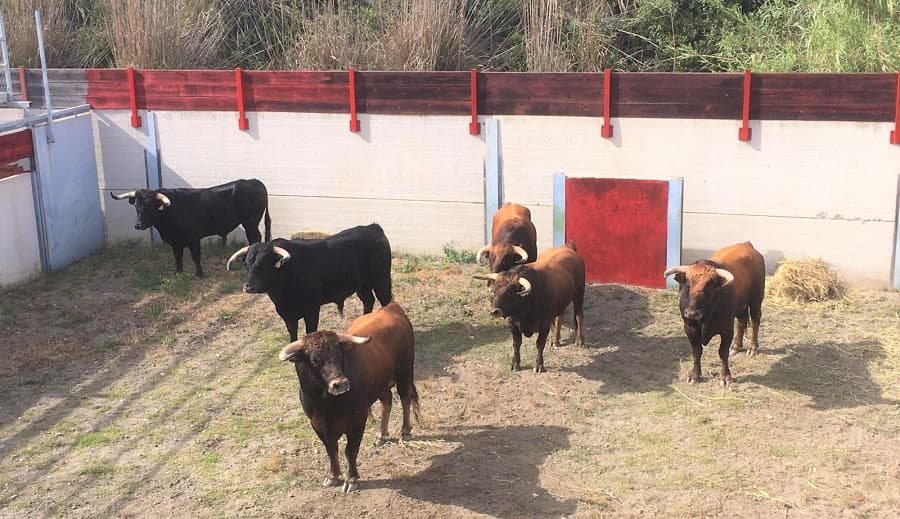 ‘Desembarque’ de los novillos que este sábado serán lidiados en la Plaza de Toros de Motril