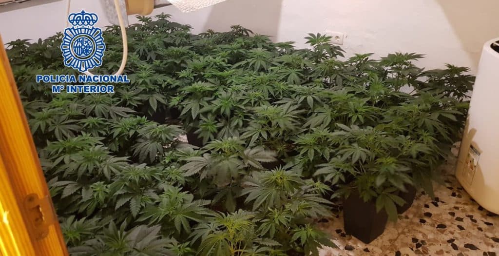 La Policía Nacional ha realizado durante el mes de abril más de 30 operaciones en Granada y Motril que se han saldado con cerca de 50 detenciones, habiendo alcanzado el número de plantas incautadas una cifra cercana a las 7.000
