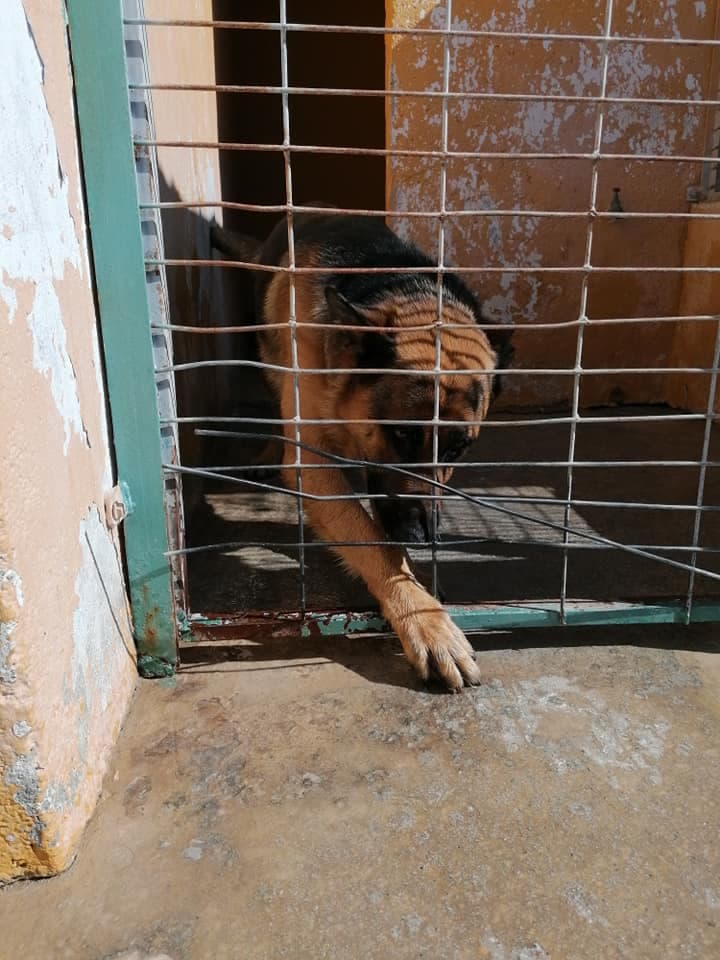 El PSOE denuncia el estado de abandono del albergue municipal para animales y las «vergonzosas» condiciones en que están los perros