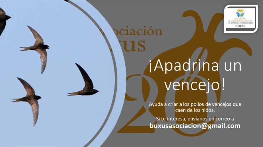 La Asociación Buxus se suma al proyecto “Apadrina un  vencejo 2021” que ha puesto en marcha el Centro de  Recuperación de Especies Amenazadas “El Blanqueo”