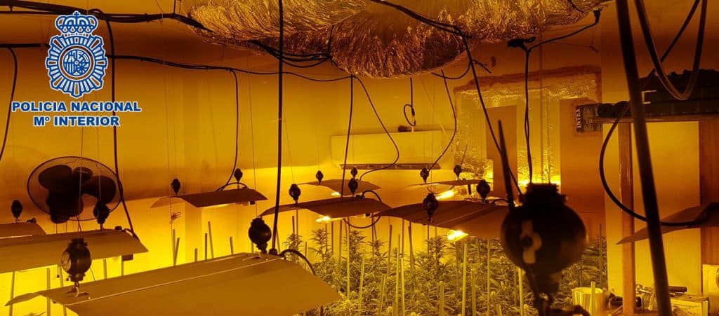 Incautadas 480 plantas y 60 gramos de marihuana en tres operaciones contra el cultivo de marihuana en interior de inmuebles del Zaidín