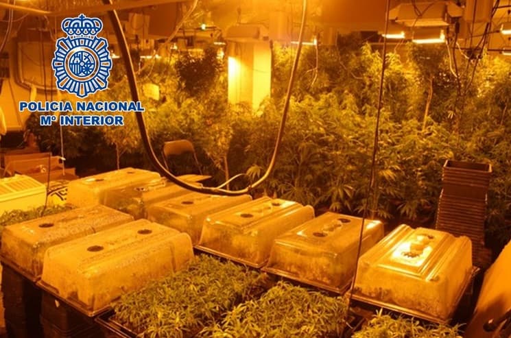 La Policía Nacional incauta más de 2.800 plantas de marihuana en un operativo en Granada