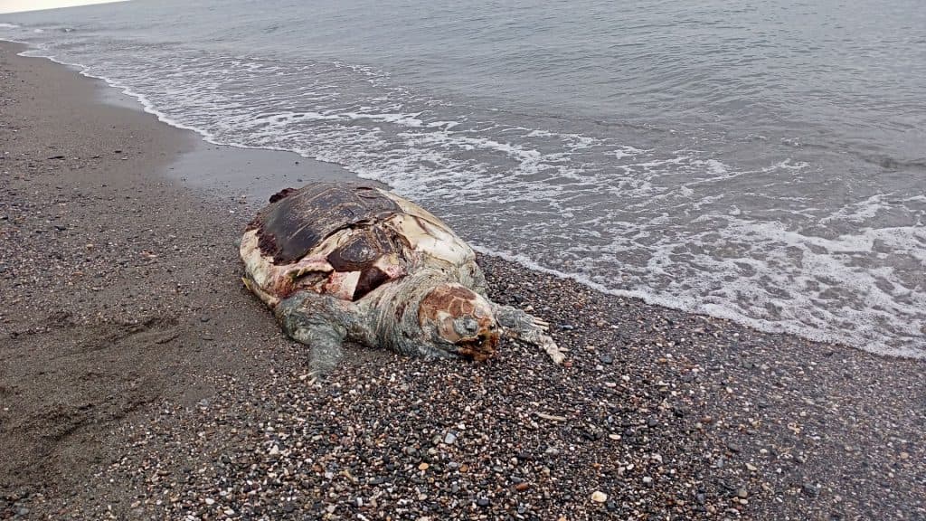 La tortuga boba aparecida en la playa Punta del Río es una especie protegida