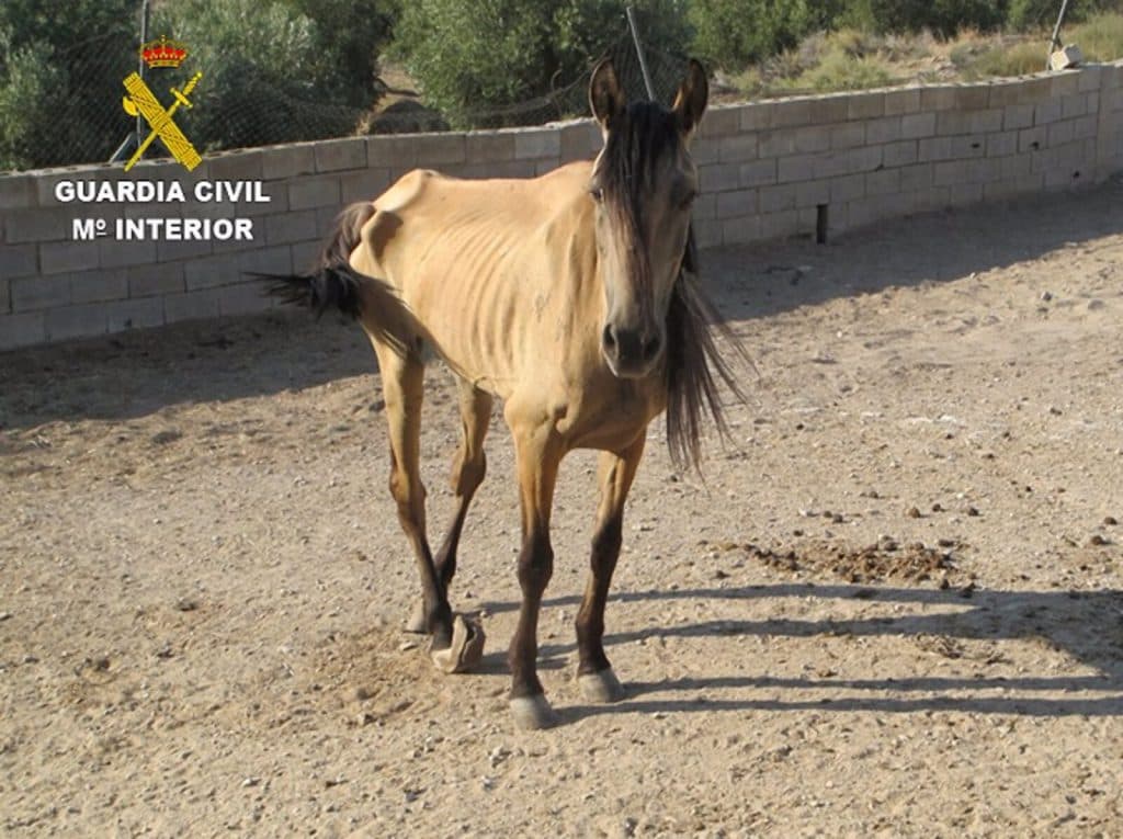 Investigan a un varón por maltrato animal, al descubrir que «habría estado dejando morir a una yegua»
