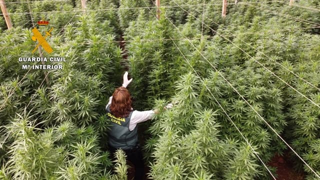 La Guardia Civil interviene 125.000 plantas de “cannabis” en ocho plantaciones de cáñamo