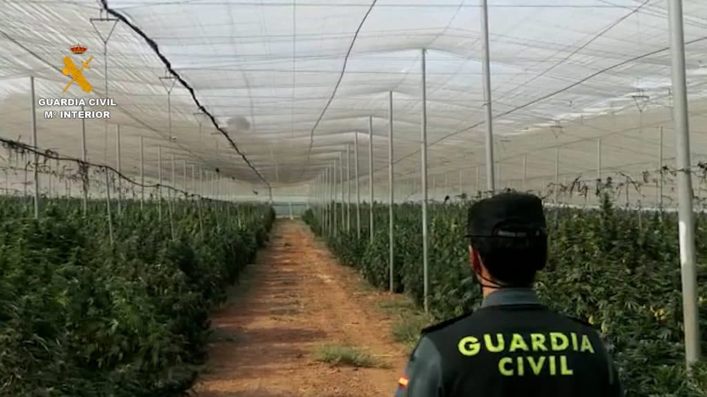 La Guardia Civil incauta la mayor plantación de marihuana descubierta en la provincia de Granada