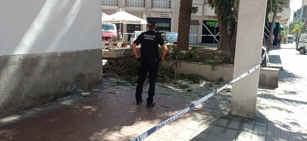 Un informe municipal asegura que la araucaria de la calle Cuevas está en perfectas condiciones