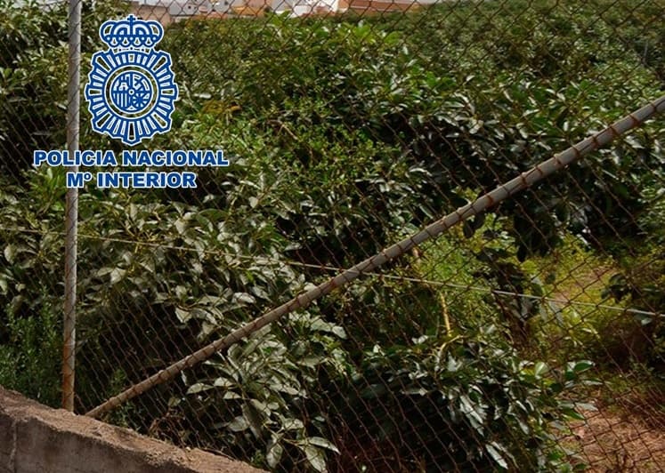 Detienen a cuatro varones en dos actuaciones contra los robos de frutos subtropicales en la vega de Motril