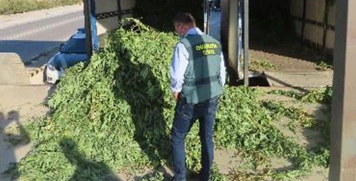 Incautan 3.800 plantas de cannabis en un almacén de Molvízar