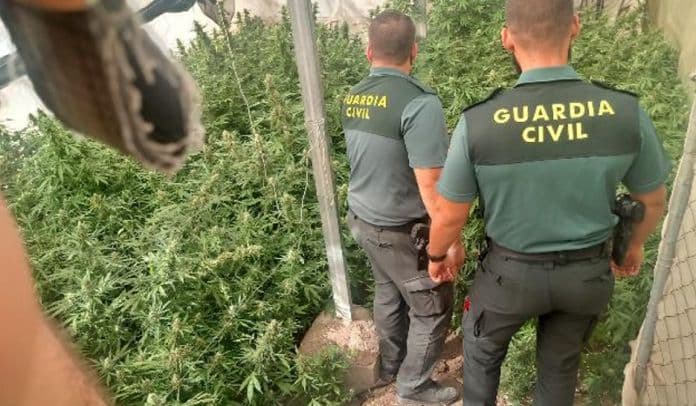 La Guardia Civil se incauta de 1.825 plantas de cannabis sativa en Cijuela