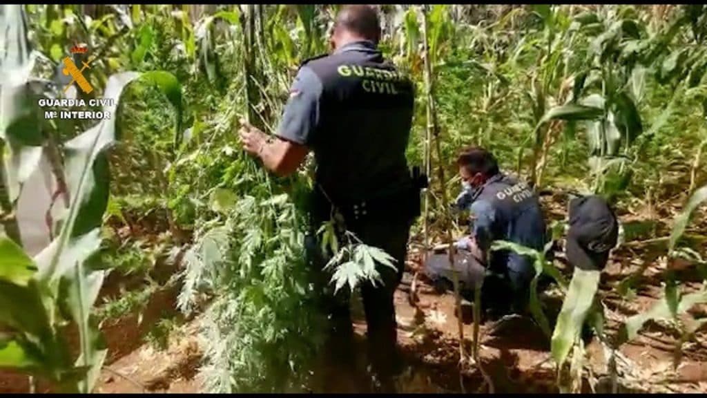 Sorprenden a tres individuos despalillando una planta de marihuana en una finca de Vélez de Benaudalla