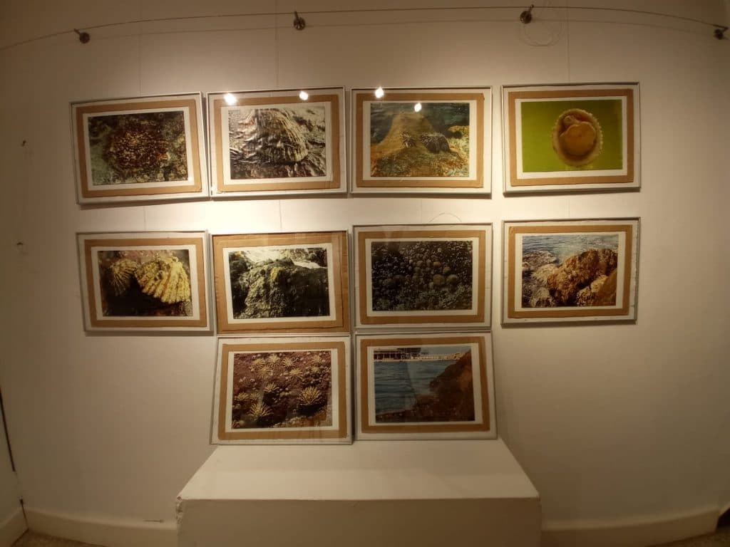 La exposición sobre la Patella ferrugínea estará en escuela de Artes y oficios de Motril hasta el viernes 12 de noviembre