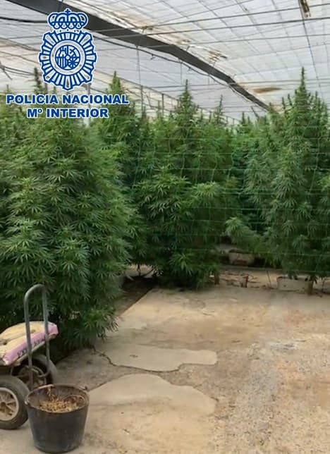 La Policía Nacional incauta en Motril más de 31.000 plantas de  cannabis en 15 invernaderos que simulaban ser cultivos de cáñamo industrial