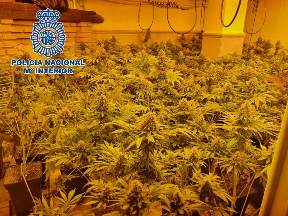 La Policía Nacional incauta 512 plantas de marihuana alojadas en los sótanos de dos viviendas, así como más de 300 esquejes, tres bolsas con picadura y más de 700 euros
