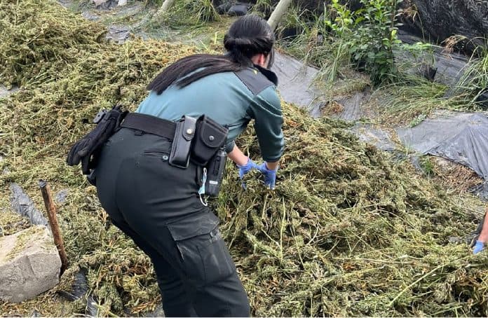 La Guardia Civil descubre un centro de producción de plantas de cannabis sativa en un cortijo de Churriana de la Vega