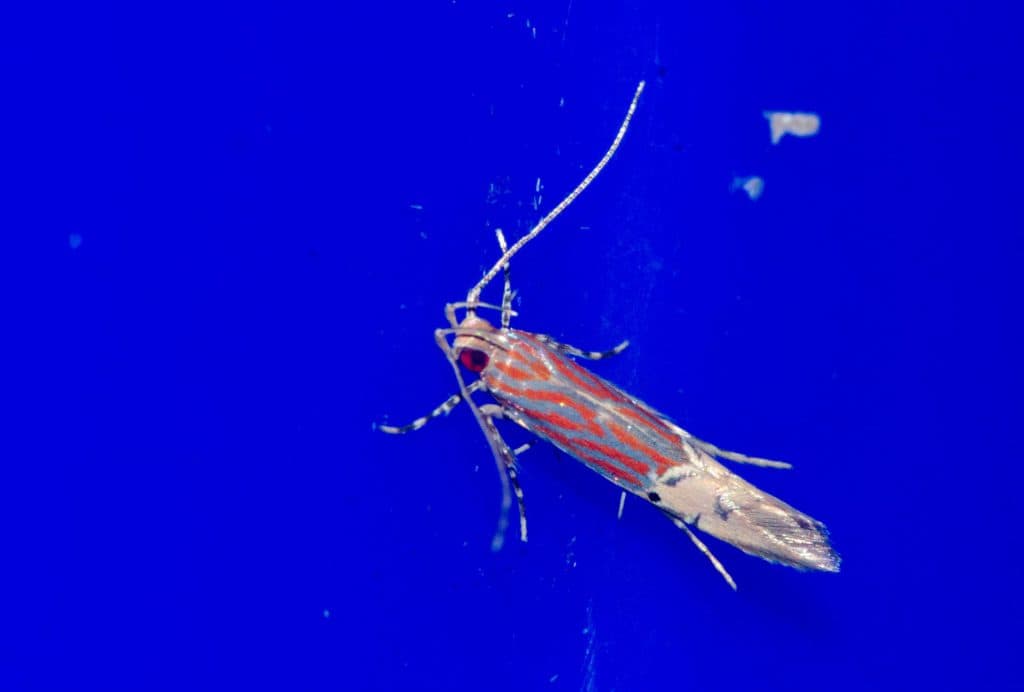 Identifican en la Charca de Suárez una mariposa nocturna de origen asiático