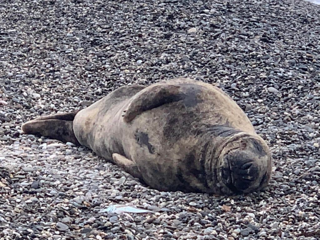Aparece una foca gris en la playa del Cable de Motril