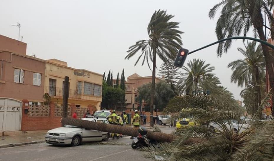 Tres heridos, dos de ellos graves, al caer una palmera sobre un coche y una moto en Almería